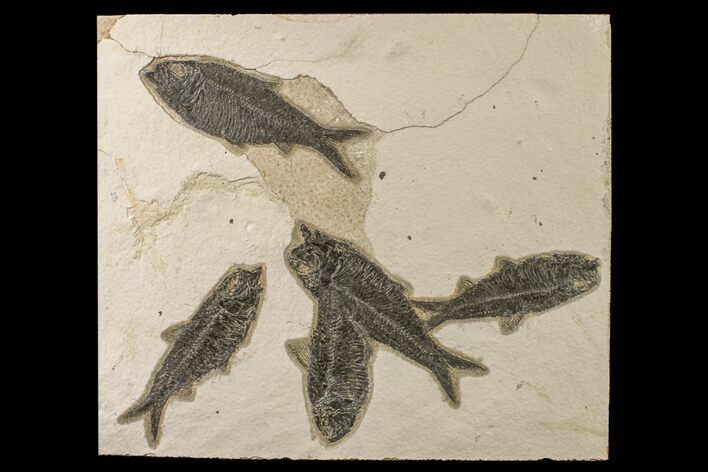 Shale With Five, Large Fossil Fish (Knightia) - Wyoming #163447